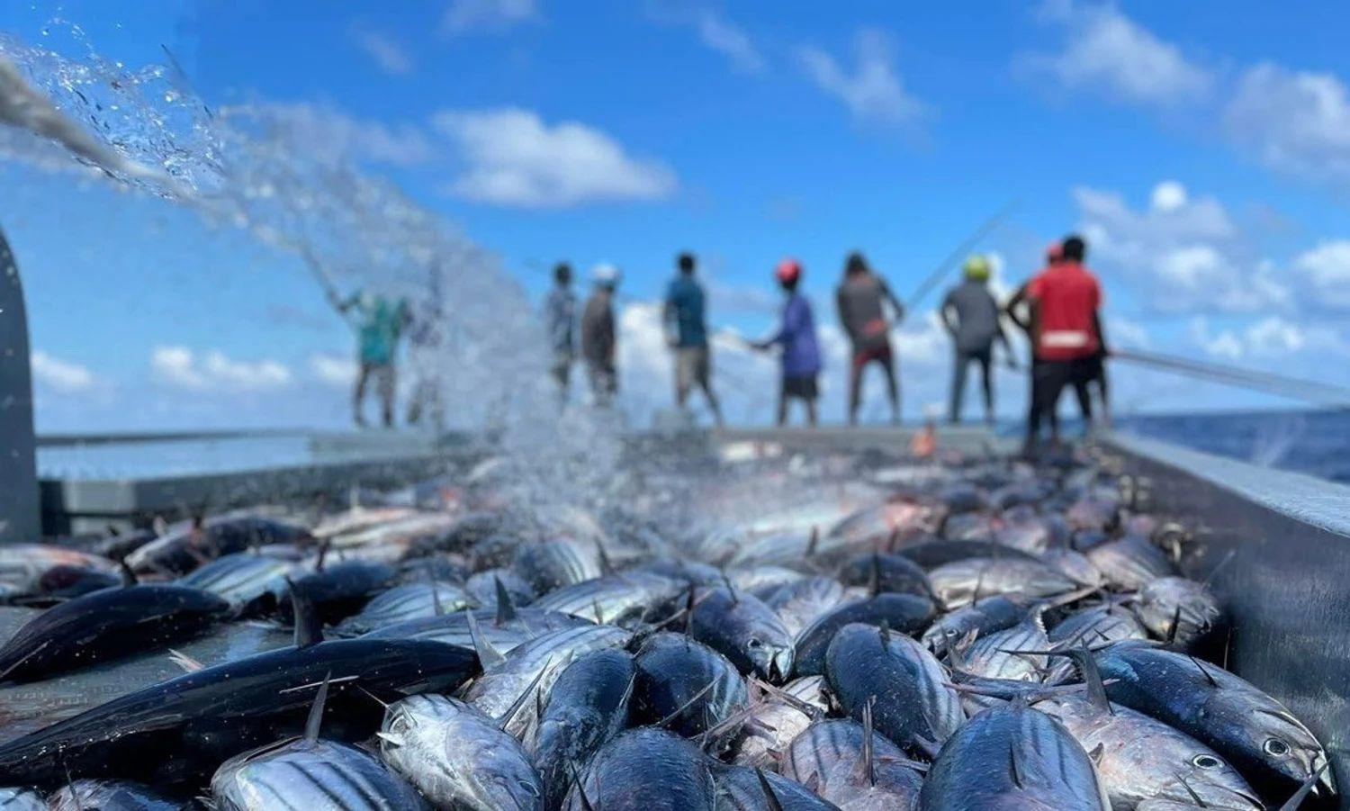 މަސް އެކްސްޕޯޓްކުރި މިންވަރު އިތުރުވެއްޖެ