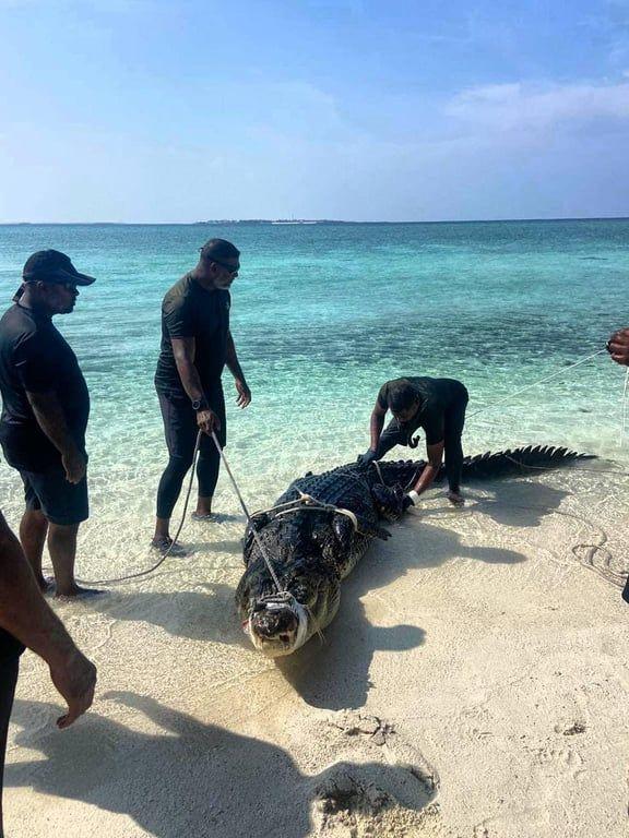 ކިނބޫ ހިފައި ދޫކޮށްލައިފި 
