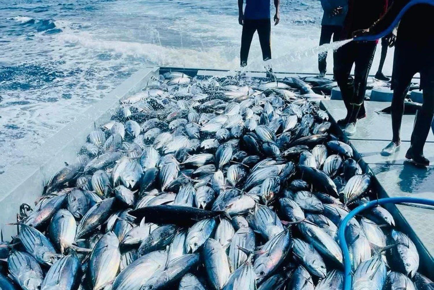 ހުސްވި މަހު މިފްކޯއިން މަސްވެރިންނަށް 29 މިލިއަން ރުފިޔާ ދޫކޮށްފި 