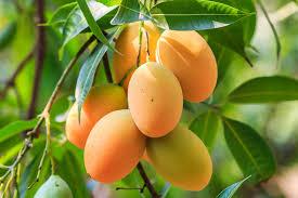 އަނބު