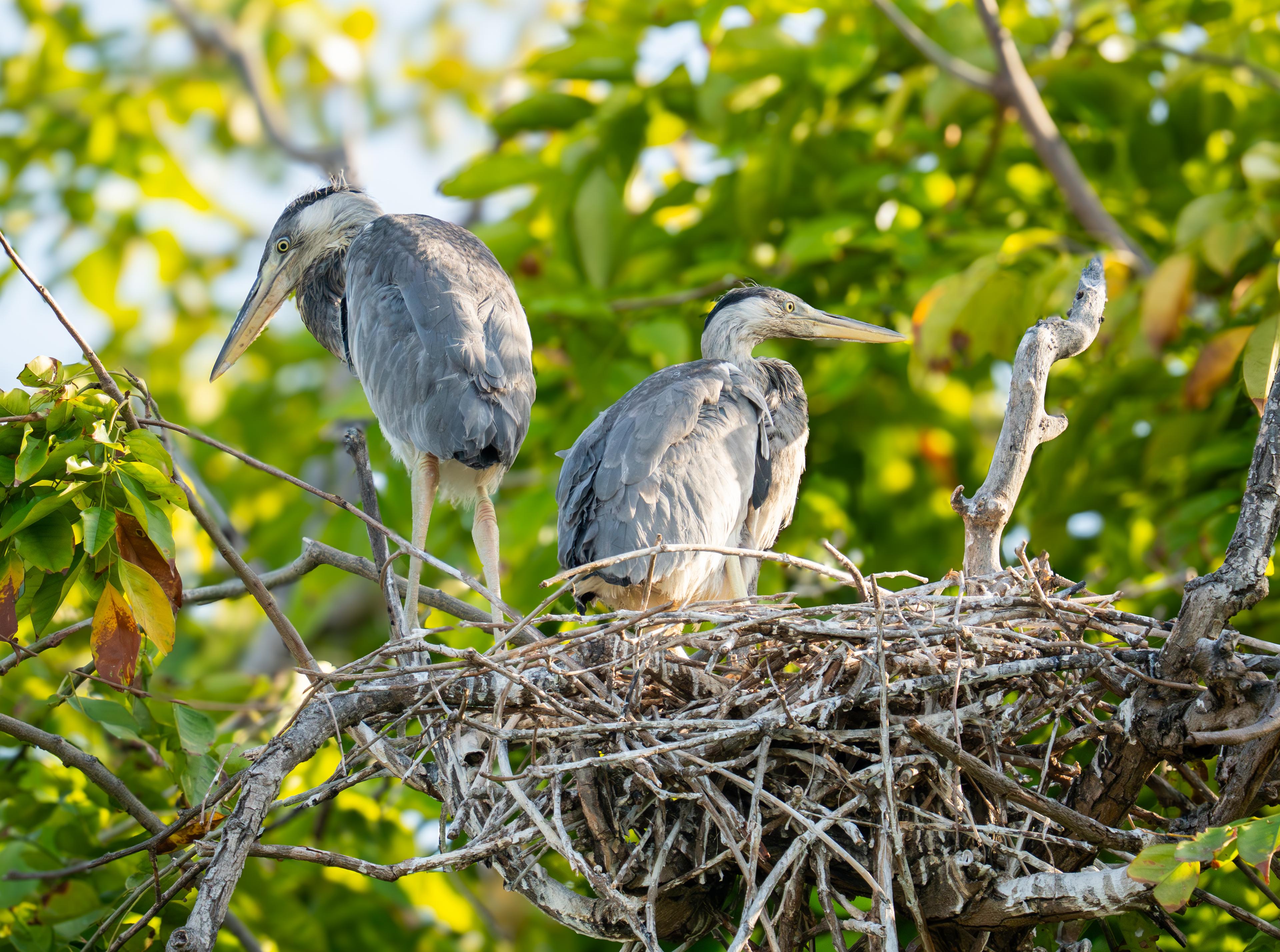 ޖުމްހޫރީ މައިދާނަށް އުފަންވި ދެ މާކަނާ!