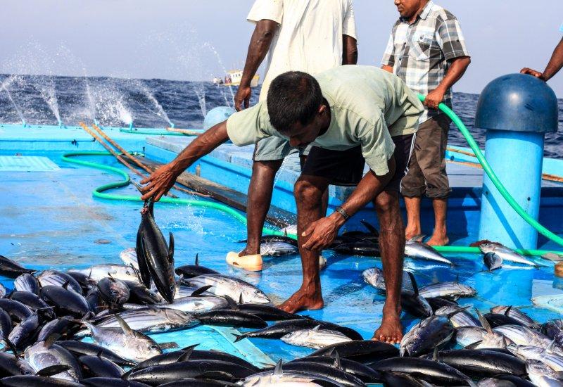 ރާއްޖޭގައި ބާނާ ކަންނެލި މަހަށް އެމްއެސްސީ ސެޓްފިކެޓް