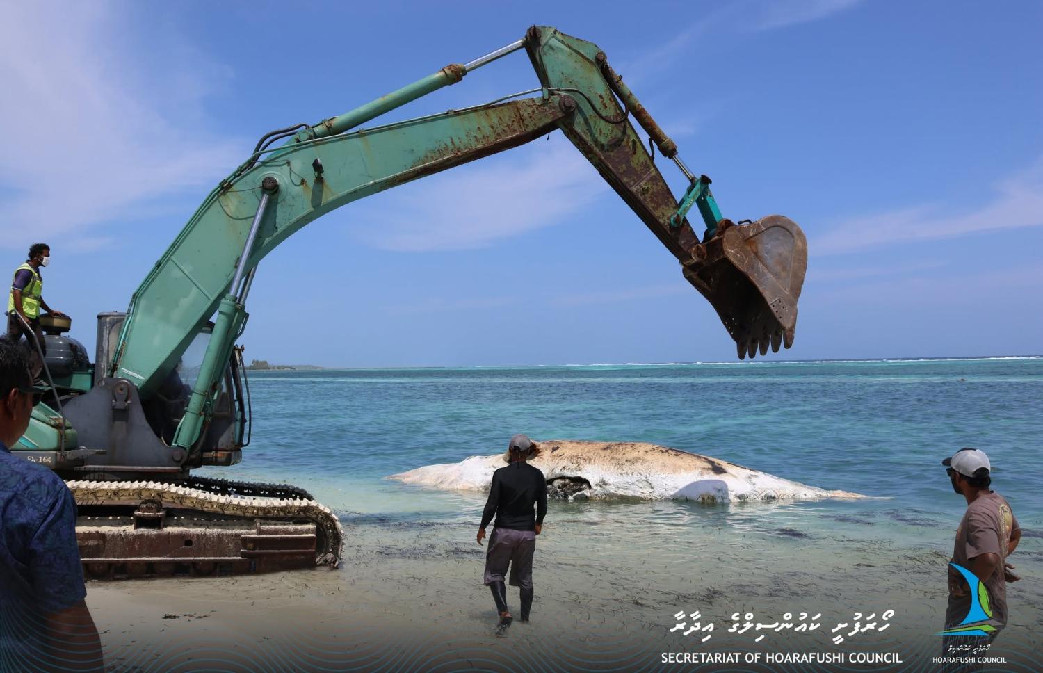 30 ފޫޓުގެ ބޮޑުމަހެއް ހޯރަފުއްޓަށް ލައްގައިފި