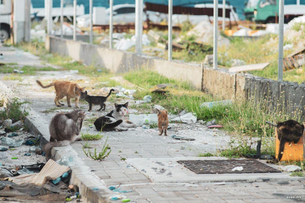 މާލޭގަައި އުޅޭ ބުޅާތައް ހިފާ މީހެއްގެ މައްސަލަ ޖަނާވާރުންނާބެހޭ ވުޒާރާއިން ފުލުހަށް