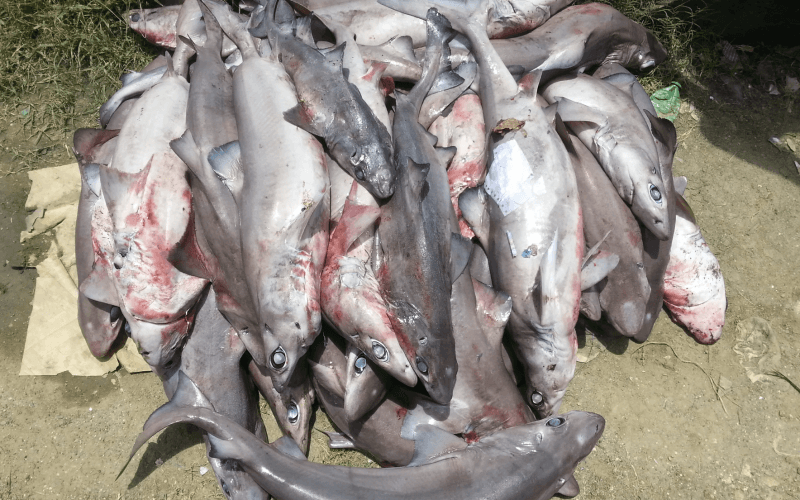 ކަށި މިޔަރުގެ މަސްވެރިކަމަށް ހުޅުވާލައިފި