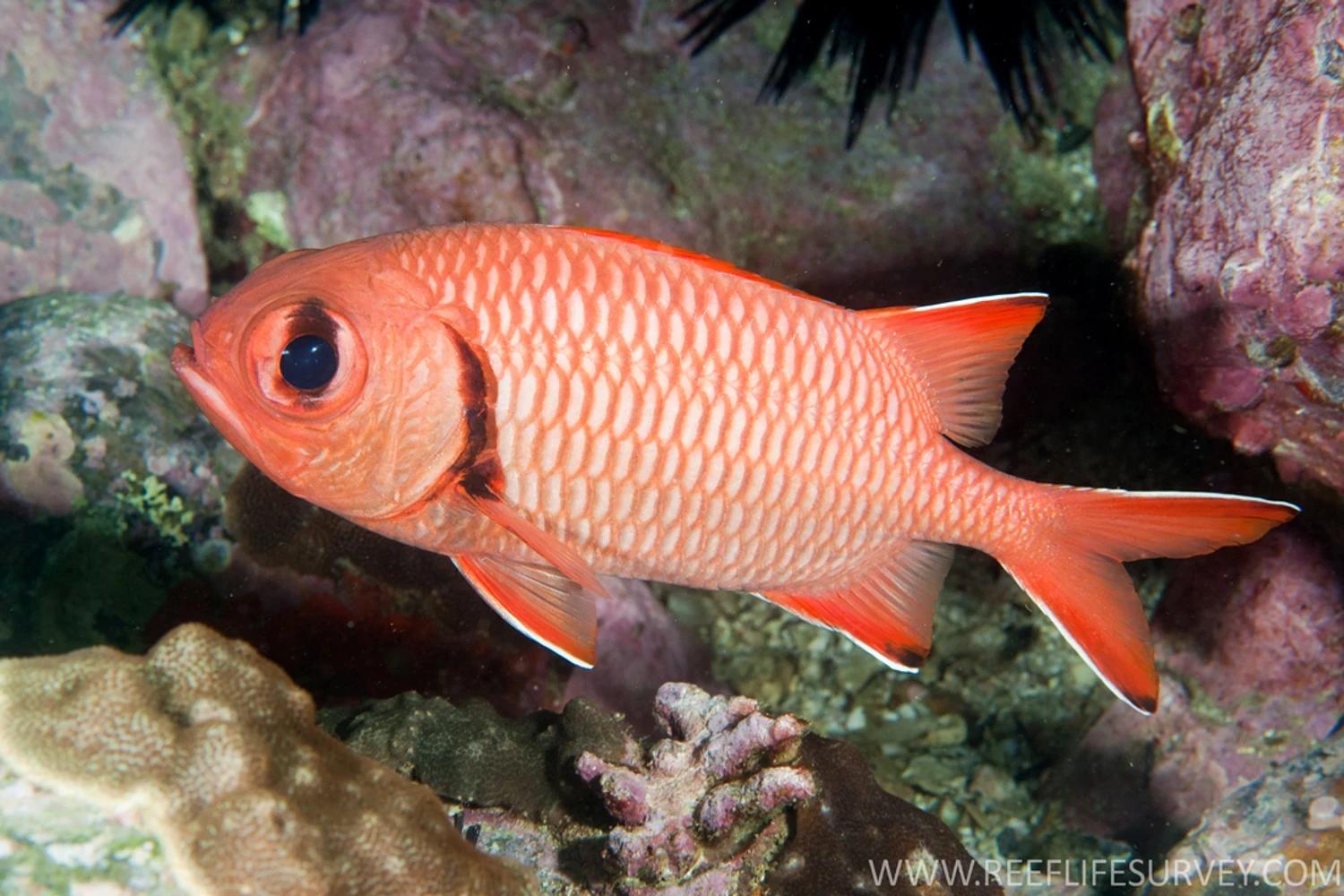 މެރިން ހެޗަރީ ސްކިލްސް ޑިވެލޮޕްމަންޓް ޕްރޮގްރާމްގައި ބައިވެރިވުމަށް ހުޅުވާލައިފި